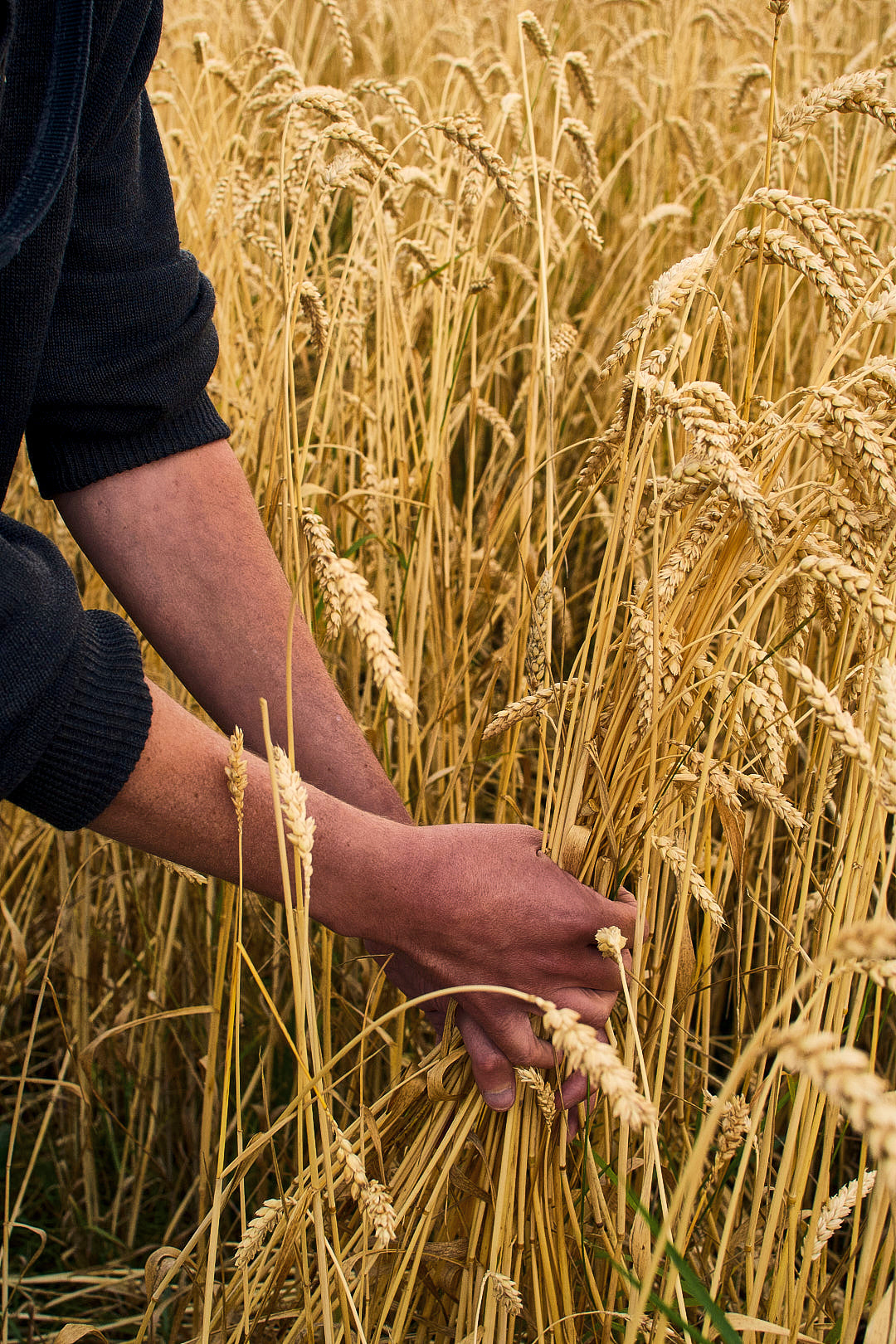 Organic Flour