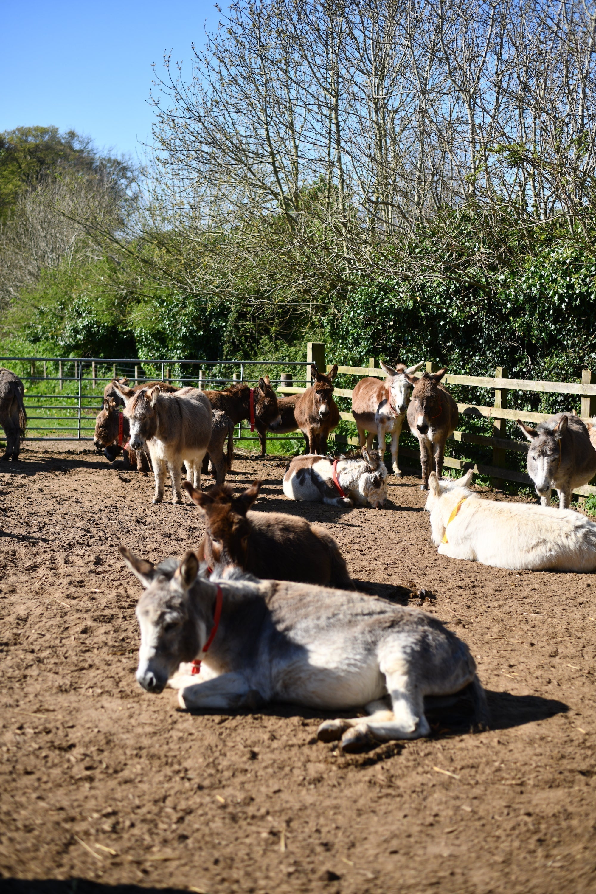 Find Exploding Bakery Cakes At Donkey Sanctuary in Devon