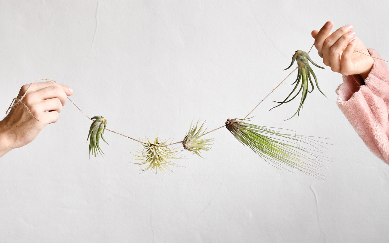 Air Plants