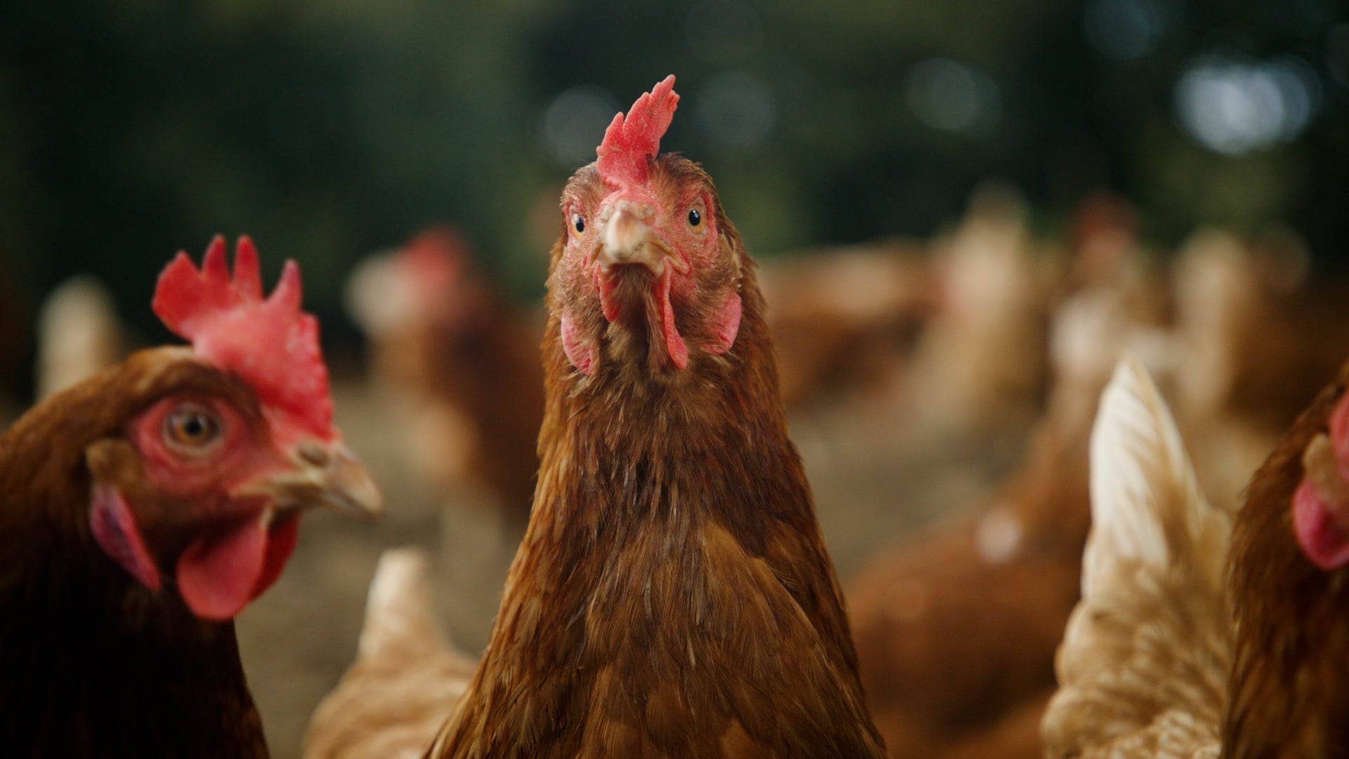 Exploding Bakery X St. Ewe