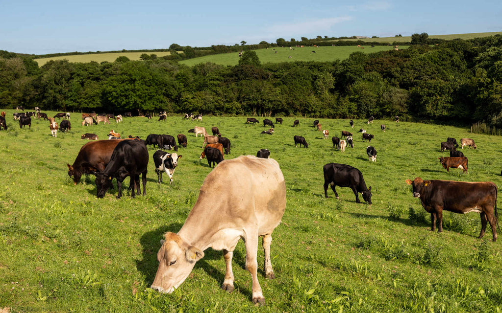 Exploding Bakery Ingredients - Butter